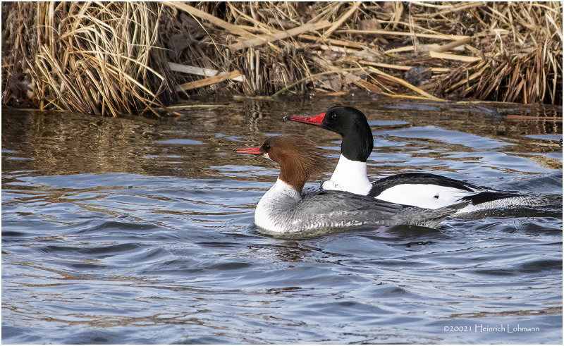 KP29327-Pair of Common Mergansers.jpg