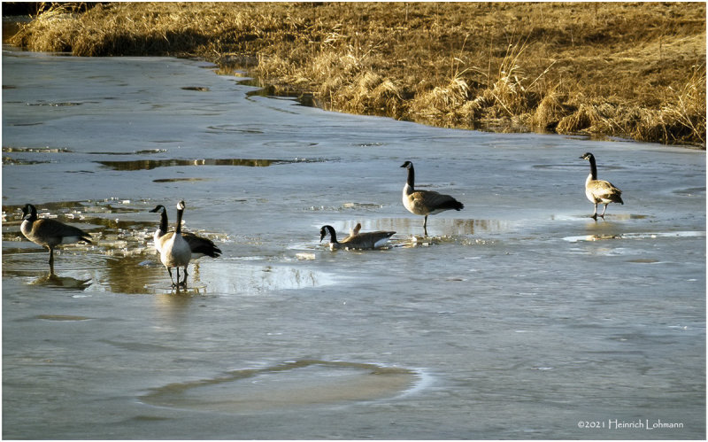 DSC4463-Cabada Geese.jpg