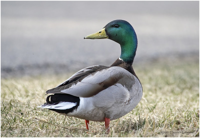 KP30107-Mallard-Drake.jpg