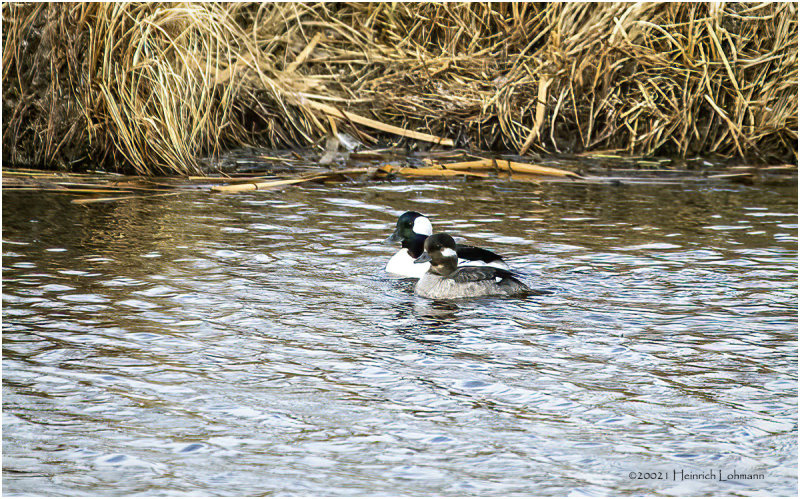 KP30131-Bufflehead Pair.jpg