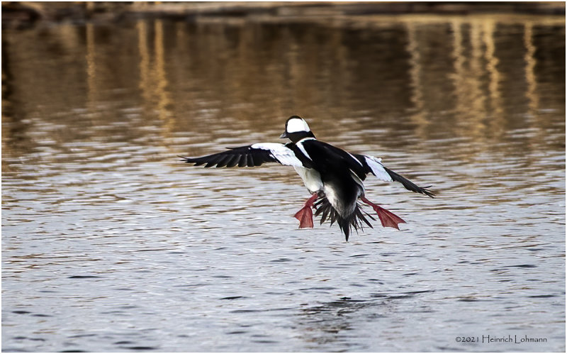 KP30230-Bufflehead-male.jpg