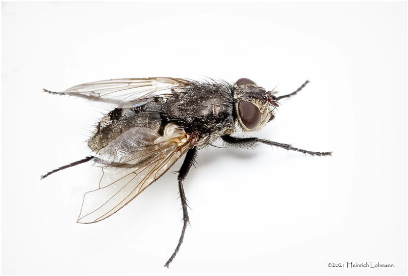 KS30565-House Fly.jpg