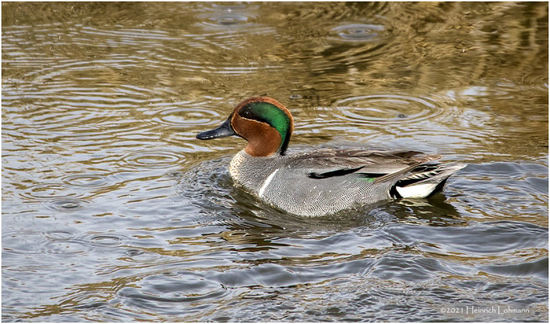 K330575-Green-winged Teal-male.jpg