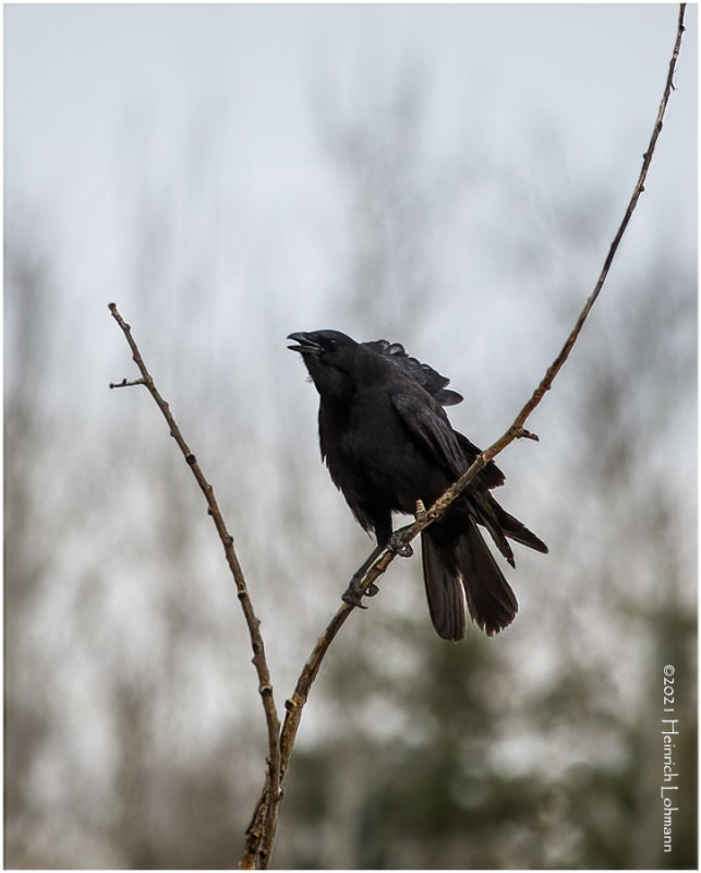 K330651-American Crow.jpg