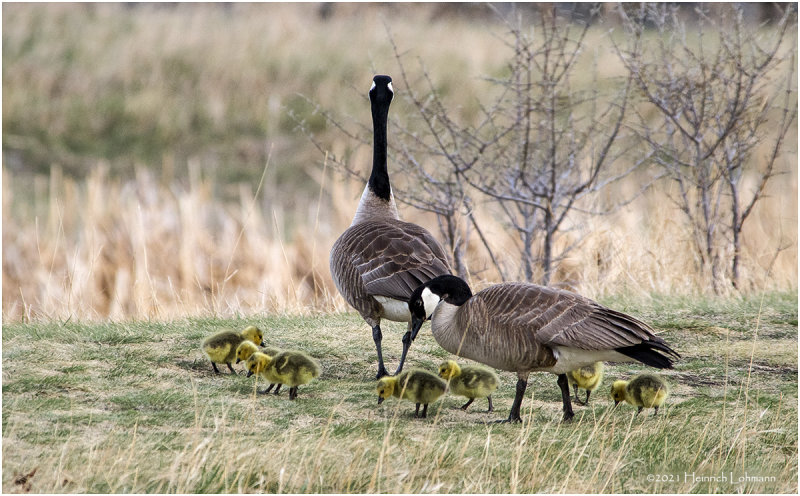 K330707-Canada Geese.jpg