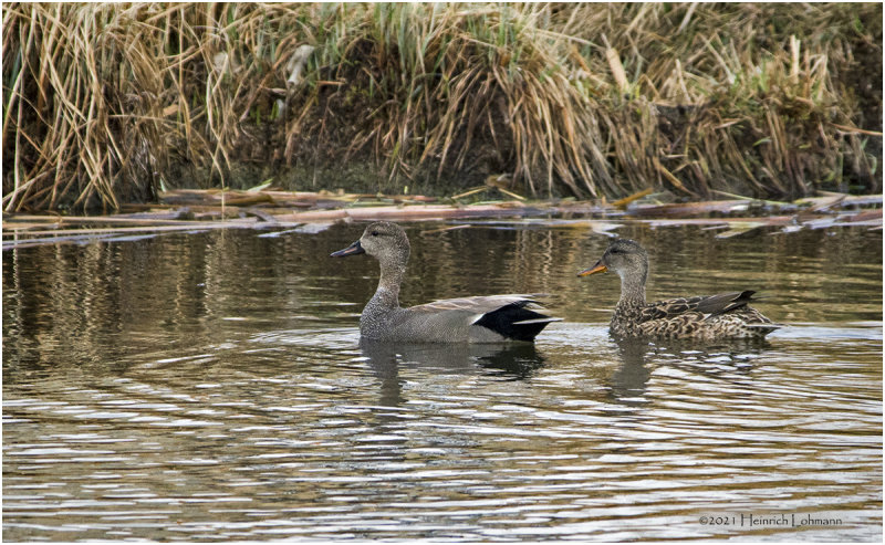K330860- Pair of Gadwalls.jpg