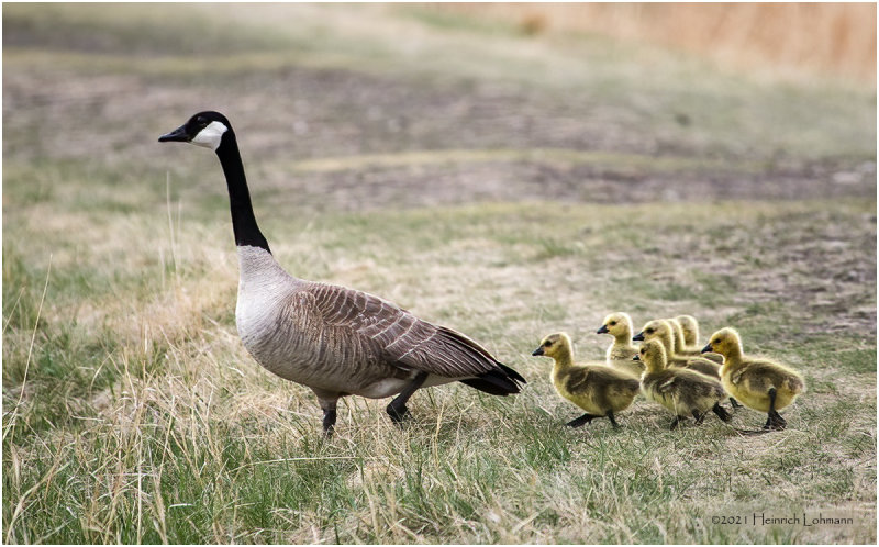 K331337-Canada Geese.jpg