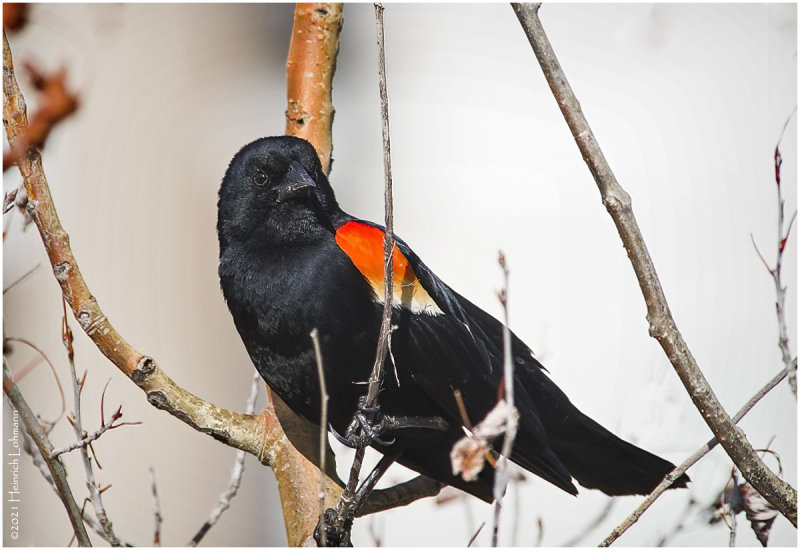 K332080-Red-Winged Blackbird-male.jpg
