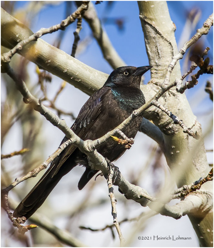 K332143-Common Grackle-bronced.jpg