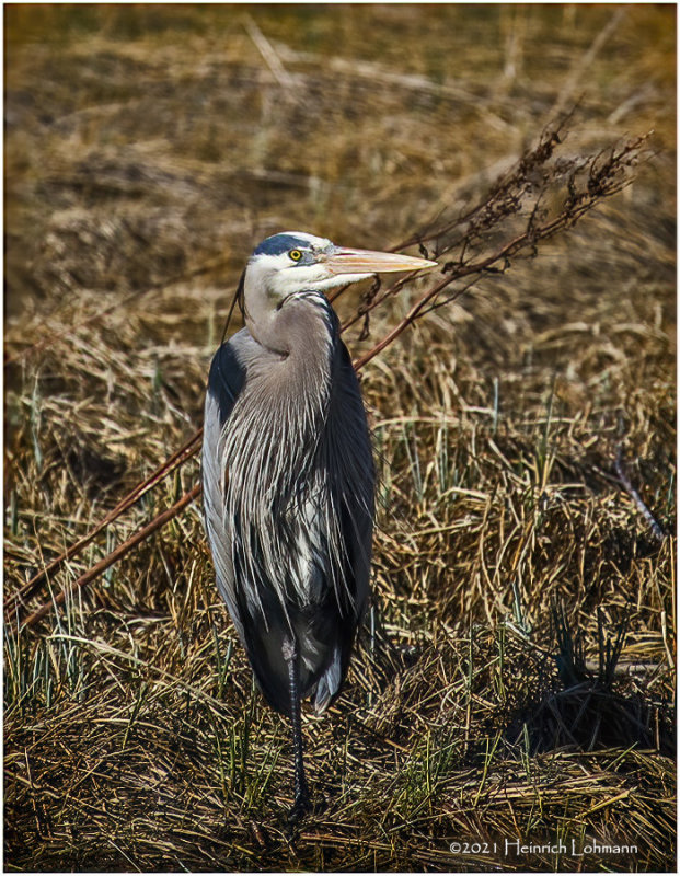 K332498-Great Blue Heron.jpg