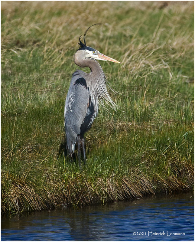 K332596-Great Blue Heron.jpg