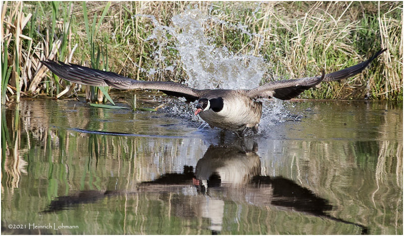 K333767-Canada Goose.jpg