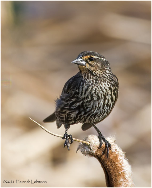 K333759-Red-Winged Blackbird-female.jpg