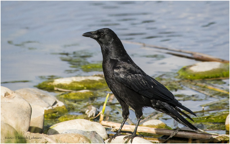 K333638-American Crow.jpg