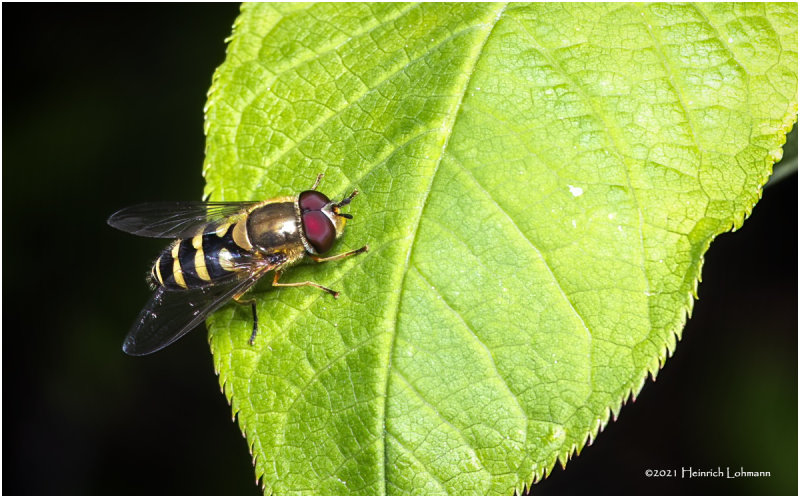 KS30856-American Hover Fly.jpg