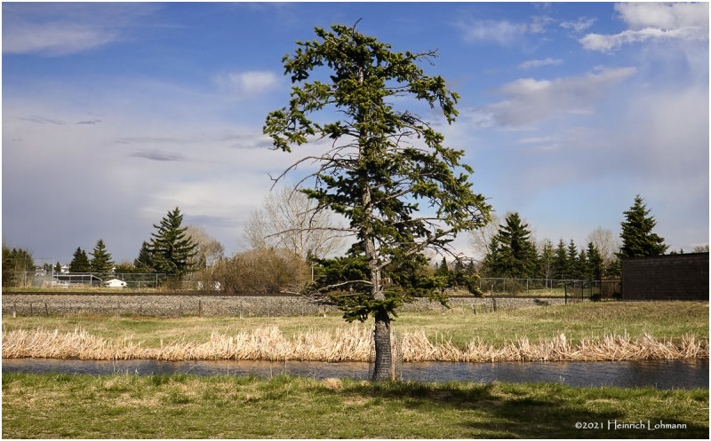 DSC5252-Airdrie.jpg
