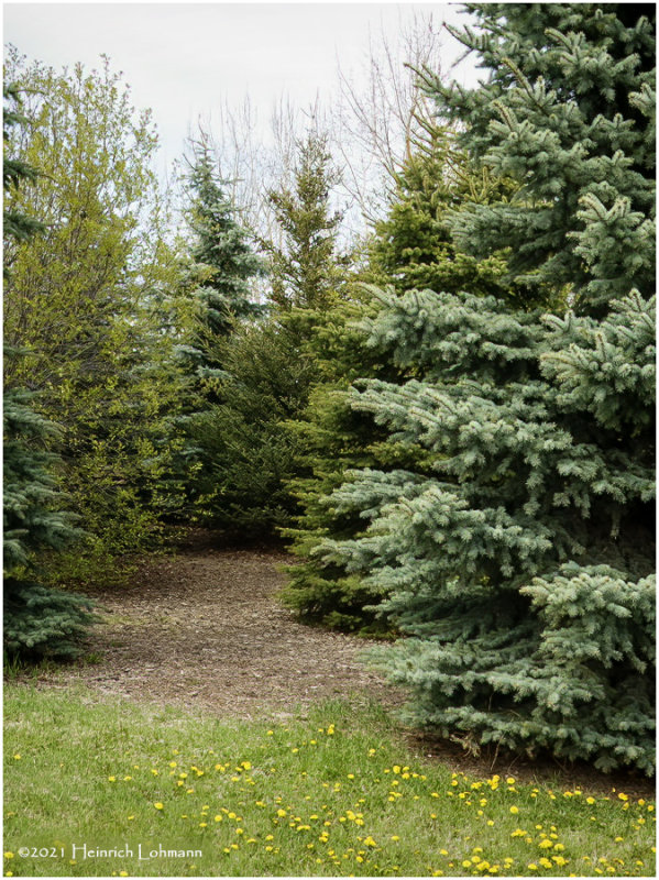 DSC5300-Airdrie.jpg