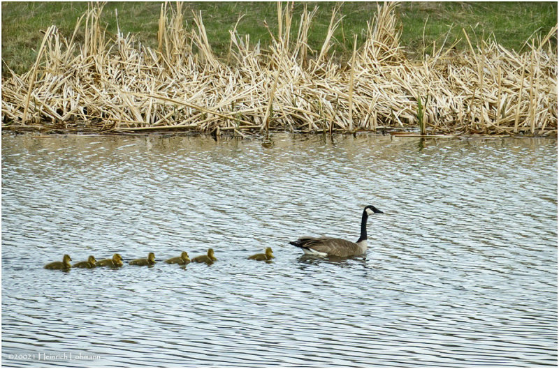 DSC5239-Canada Geese.jpg