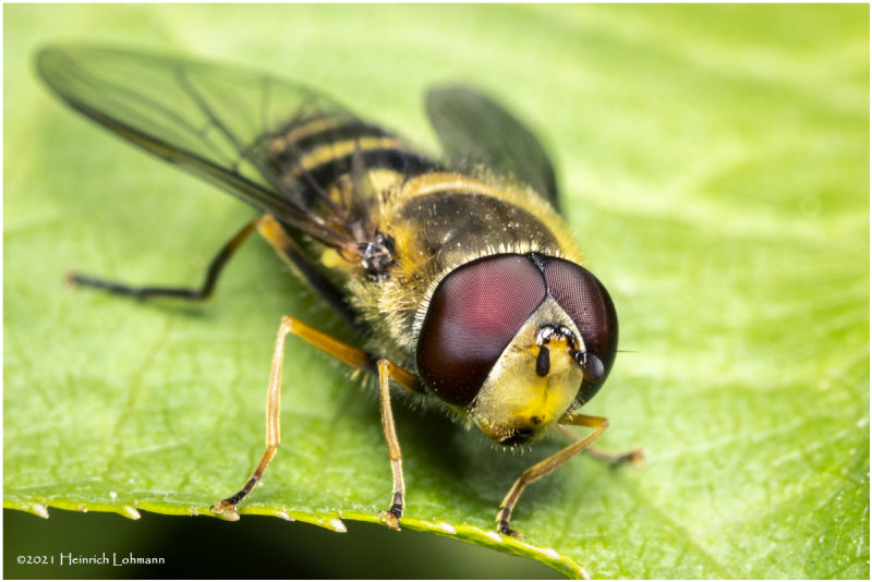 KS30863-American Hover Fly.jpg