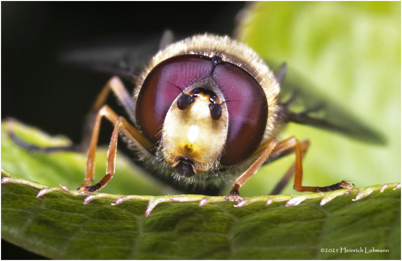 KS30871-American Hoverfly.jpg