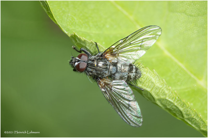 KS30955-Tachinid Fly.jpg