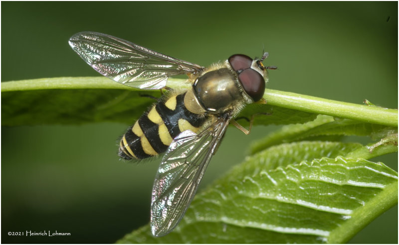 KS31166-American Hover Fly.jpg