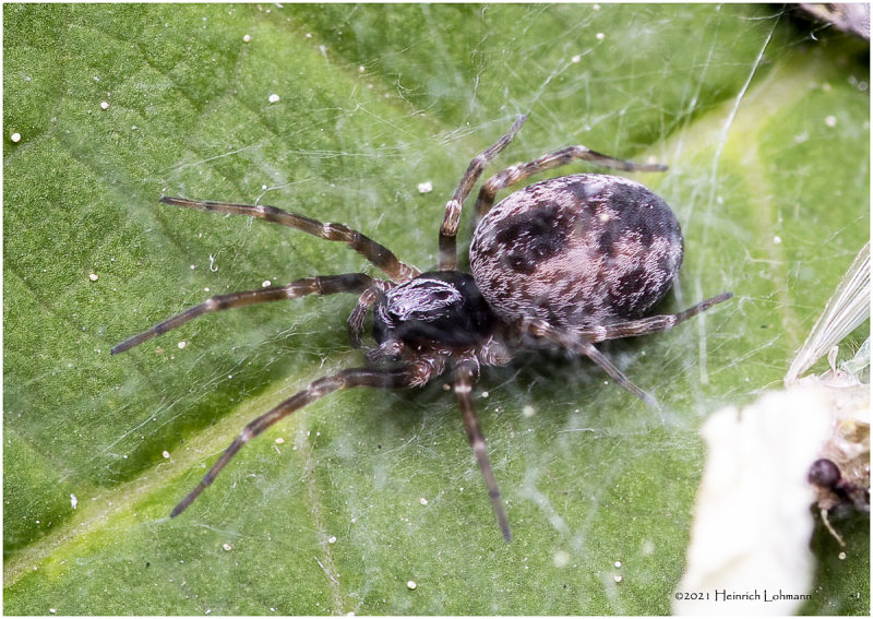 KS31329-unidentified tinySpider.jpg