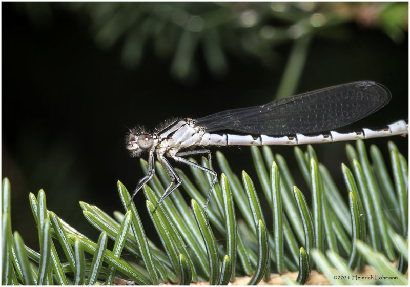 KS31272-Damsel Fly.jpg