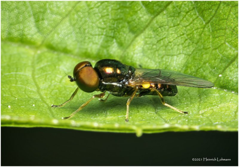 KS31437-unidentified tiny Fly.jpg