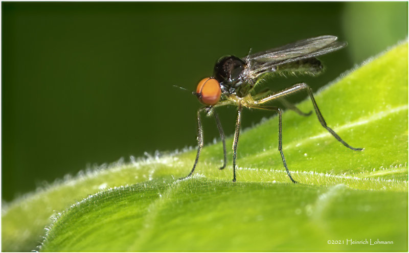 KS31480a-Tiny unidentifoed Fly.jpg