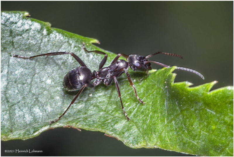 KS31831-Ant.jpg