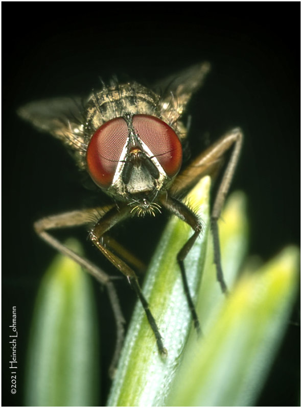 KS31909a-tiny fly.jpg