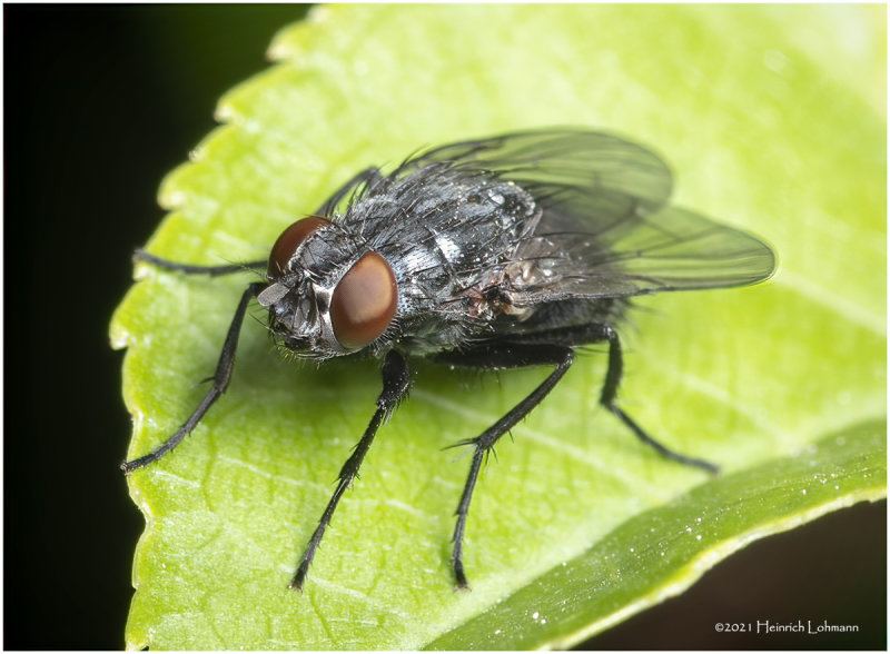 KS31969-House Fly.jpg