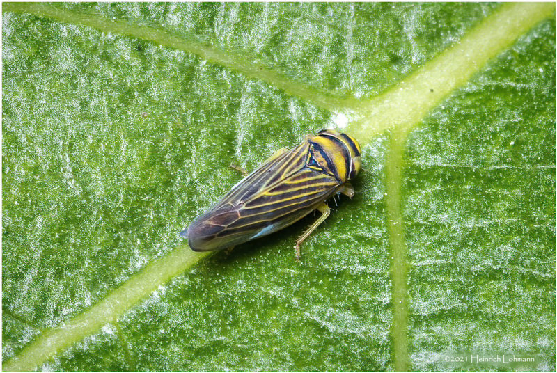KS32060-Leaf Hopper.jpg