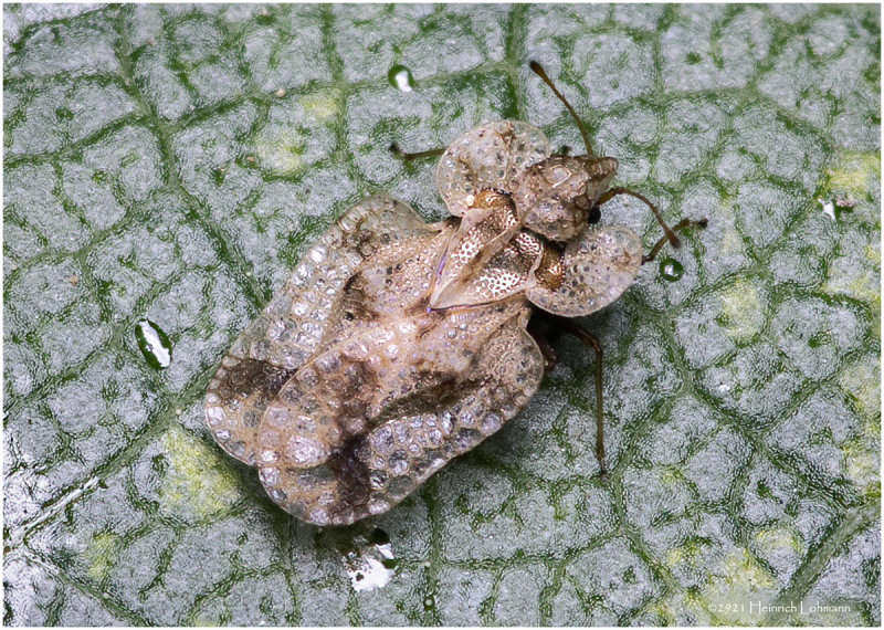 K7000130-unidentified tiny bug-about 4mm in lenght.jpg