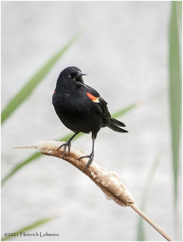 K334546-Red-winged Blackbird-male.jpg