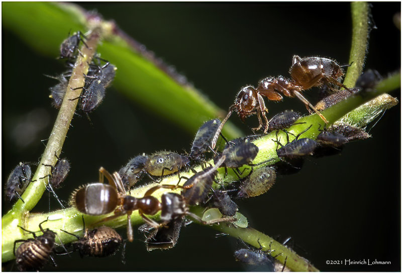 K7000344-Ants tending the farm.jpg