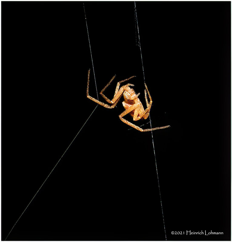 K7000408-tiny Spider.jpg