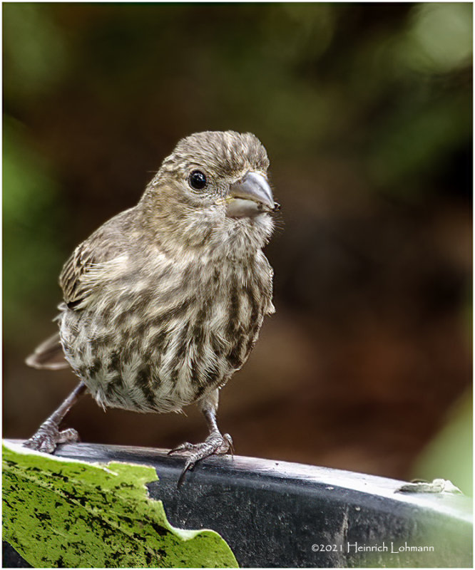 K4223552-House Finch-juvenile female.jpg