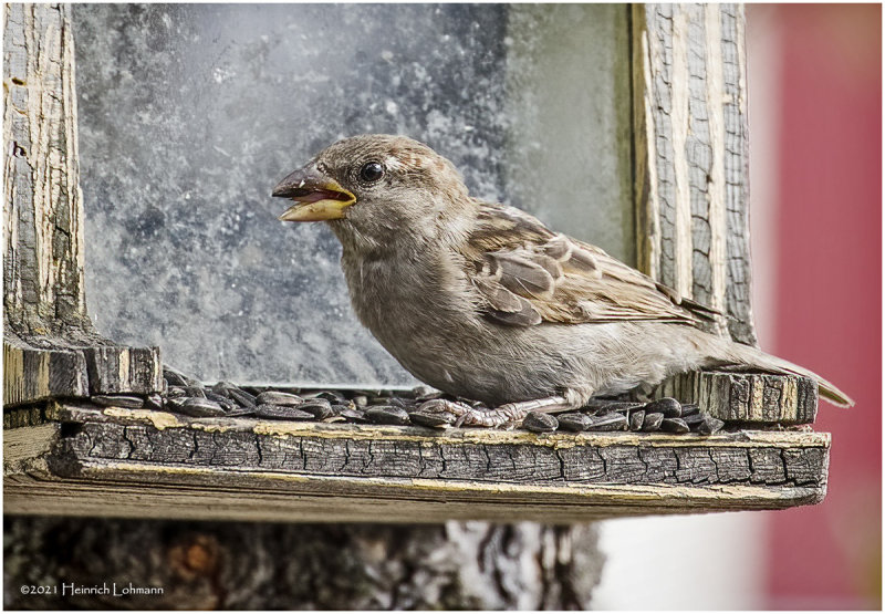 K4223578-House Sparrow-inmature female.jpg