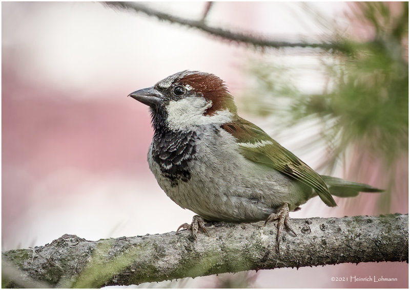 K4223587-House Sparrow-male.jpg