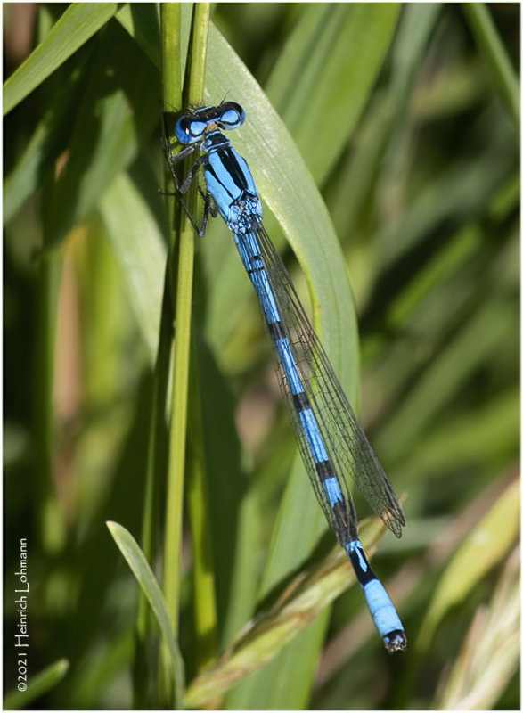 K7000752-Damsel Fly.jpg