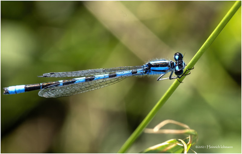 K7000759-Damsel Fly.jpg