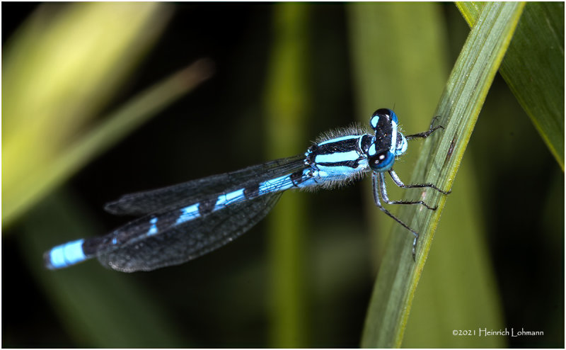 K7000773-Damsel Fly.jpg