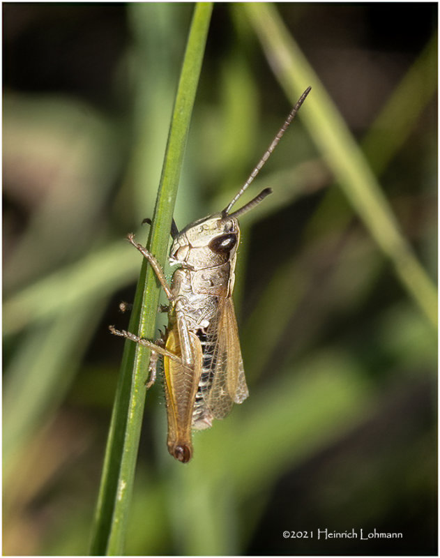 K7000833-Tiny Grass Hopper.jpg