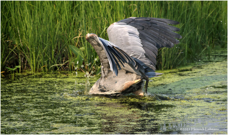 K3305207-Great Blue Heron.jpg