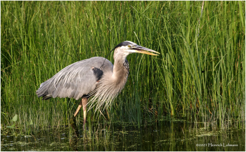 K3305229-Great Blue Heron.jpg