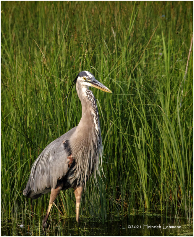 K3305230-Great Blue Heron.jpg