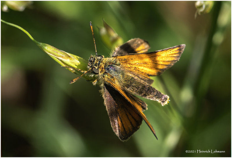 K7000925-Skipper.jpg