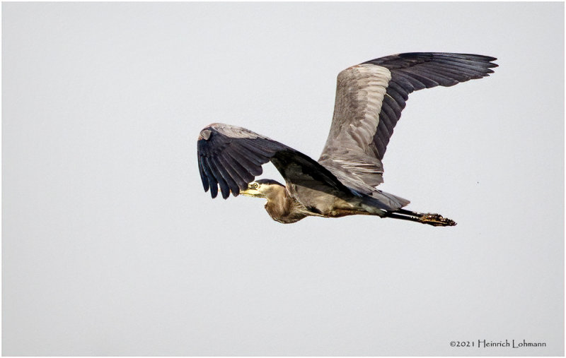 K3305489-Great Blue Heron.jpg